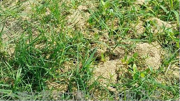 火蟻傷農作物.jpg 火蟻傷農作物.jpg