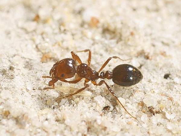 火蟻。（圖片來源：澳洲新聞）.jpg