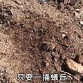 紅火蟻襲將軍澳亂咬人 消防學院外現百蟻丘｜即時新聞｜港澳｜on.cc東網.mp4_20170425_000531.234.jpg