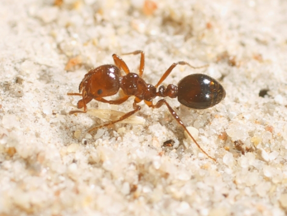 close-up-fire-ant.png