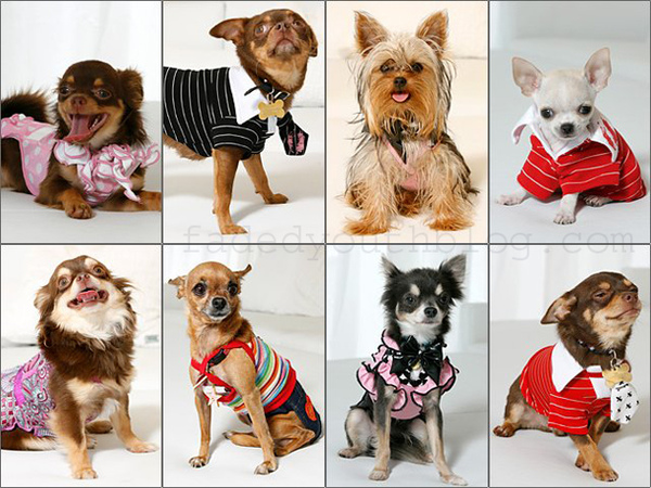 dogs in clothes