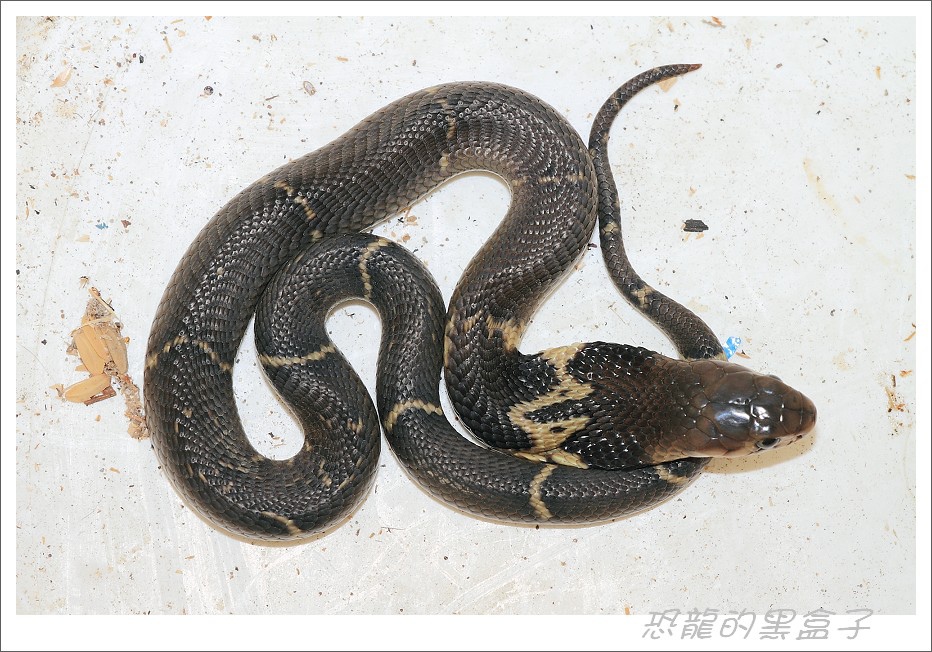 遊走海岸線 眼鏡蛇初遇 野放小腳丫foot Prints In The Sand 遊走海岸線 眼鏡蛇初遇 野放小腳丫foot Prints In The Sand