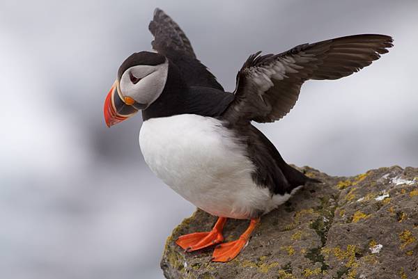 Puffin_Latrabjarg_Iceland