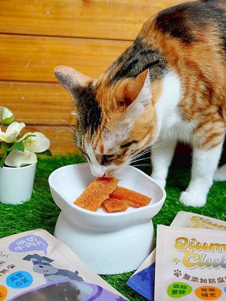 讓傲嬌的貓咪開始對你撒嬌 【JC生活家寵物零食】日常獎勵必 讓傲嬌的貓咪開始對你撒嬌 【JC生活家寵物零食】日常獎勵必