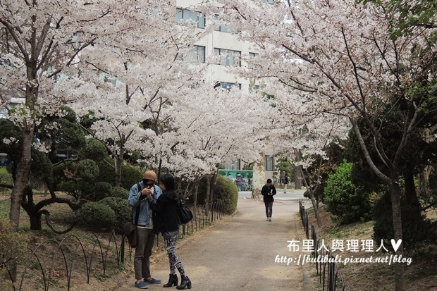 sakura04 sakura04
