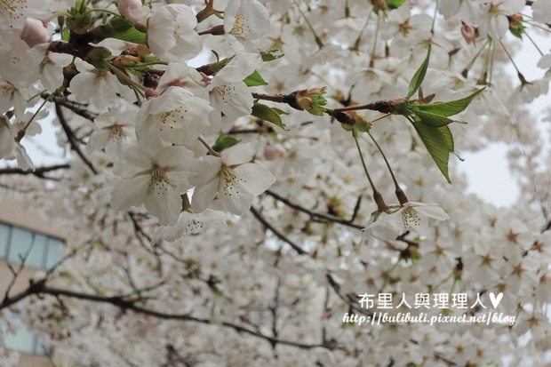 sakura05 sakura05