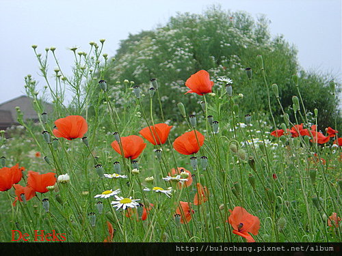 嬰粟花 Poppy 學名papaver Rhoeas 老巫婆荷蘭雜記 痞客邦