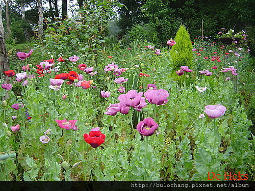 嬰粟花 Poppy 學名papaver Rhoeas 老巫婆荷蘭雜記 痞客邦
