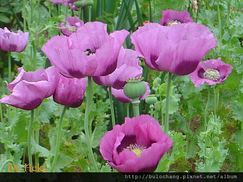 嬰粟花 Poppy 學名papaver Rhoeas 老巫婆荷蘭雜記 痞客邦