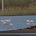2. flamingo 紅鶴  火烈鳥.jpg