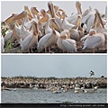 13. roze pelikaan 大白鵜鶘二 Great white pelican.jpg