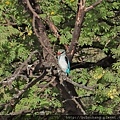 8. 灰頭翡翠 Grey-headed kingfisher.jpg
