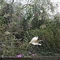 10. ralreiger 白翅黃池鷺.JPG