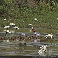 12. 非洲雉鴴 African jacana.jpg