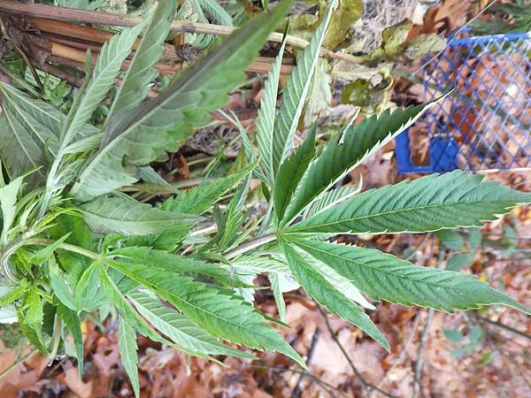 巧遇笨蛋大麻客 老巫婆荷蘭雜記 痞客邦 巧遇笨蛋大麻客 老巫婆荷蘭雜記 痞客邦