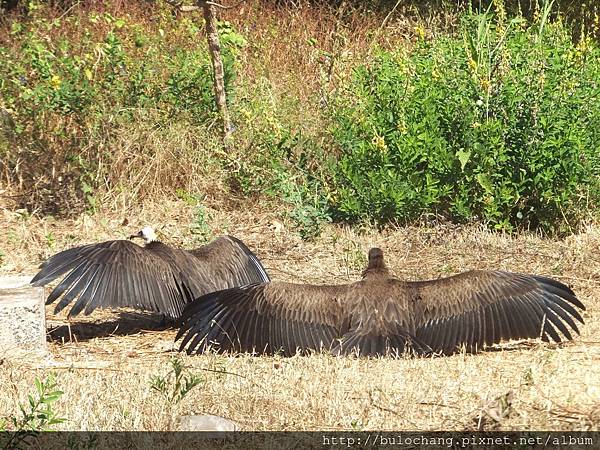 3. DSCF5603  禿鷹  Vulture.JPG