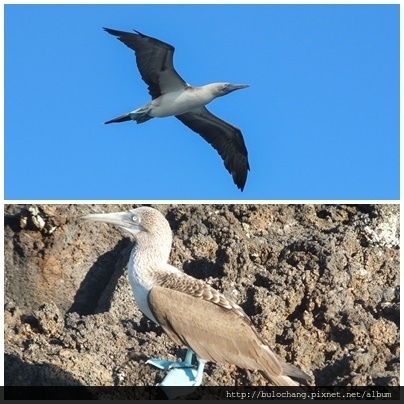 12. 藍腳鰹鳥  Blue-footed Booby.jpg