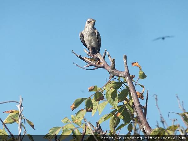 20. DSCF4259 加拉巴哥鵟  Galapagos hawk.JPG