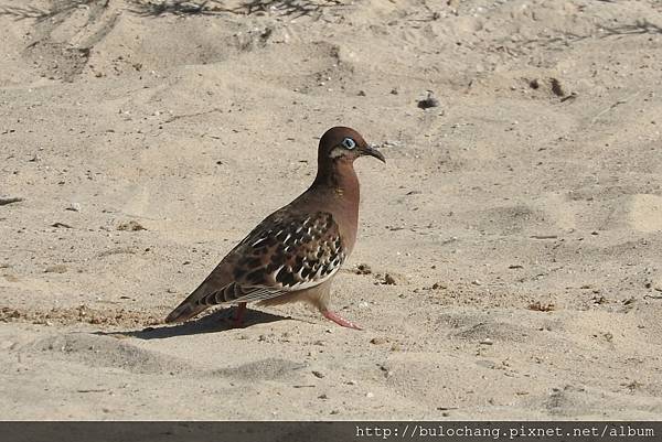 16. DSCN7738 加拉巴哥鴿  Galapagos dove.jpg