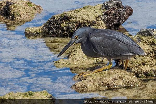 17. DSCN8322-1 lava heron 熔岩鷺.jpg