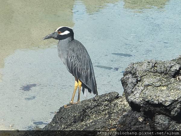 18. DSCF3889 黃頂夜鷺 Yellow-crowned night heron.JPG