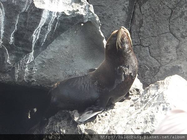 11. DSCF4171海狗 Fur seal.JPG