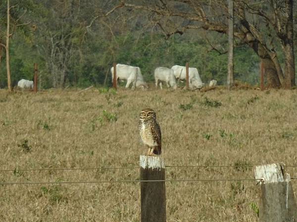 3.10.  穴鴞Burrowing owl.JPG