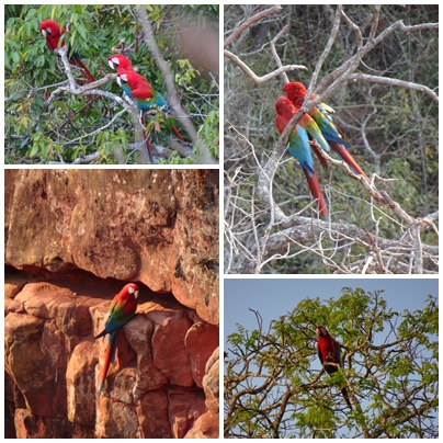 3.16.  金剛鸚鵡Macaw.jpg