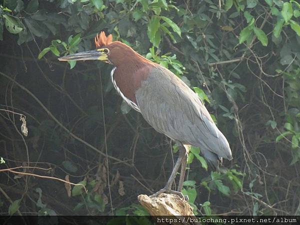 4.3.   栗虎鷺Rufescent tiger heron.JPG