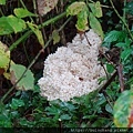 3.  珊瑚狀猴頭菌 ( Carol Tooth–fungus ).JPG