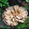 2.1.   大部份蓋菌 ( Black – staining Polypore ,  或     giant polypore  ).JPG