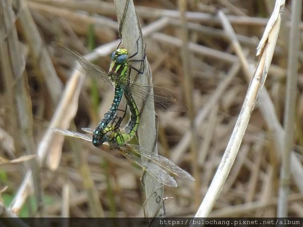 4.2.  DSC04602 Hairy dragonfly 毛髮蜻蜓.JPG