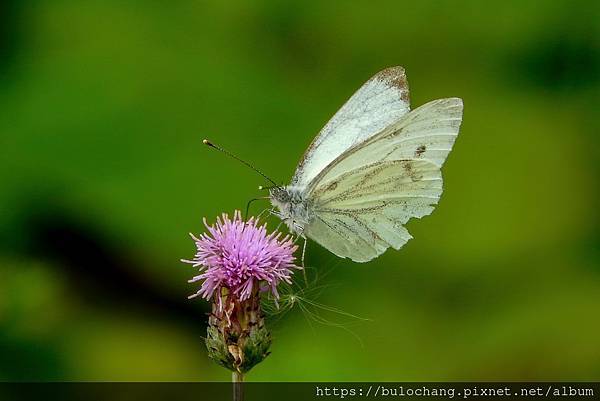 3.4.  klein geaderd witje(Green-veined white   ).jpg