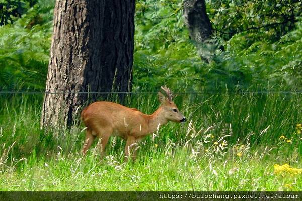 9. 小鹿斑比   歐洲狍（European roe deer）.jpg