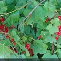 9.  DSC00053.JPG