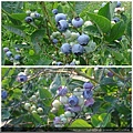 7.2.  藍莓.jpg