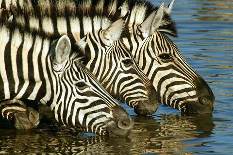 african_safari_Zebra