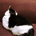 cat 019.jpg