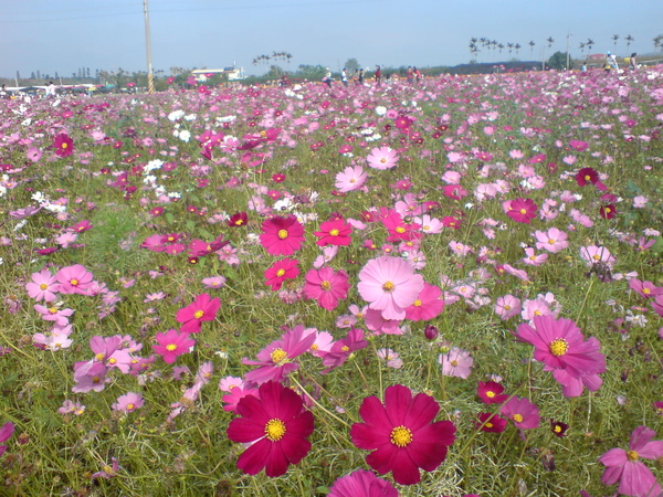 花海