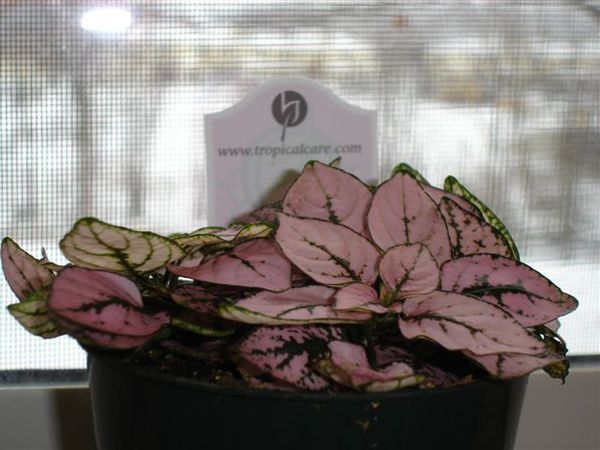 US2.9 粉色植物