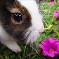 這花真漂亮