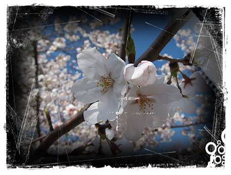 IMG_7679 IMG_7679