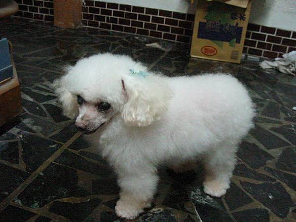 家裡就有一隻了