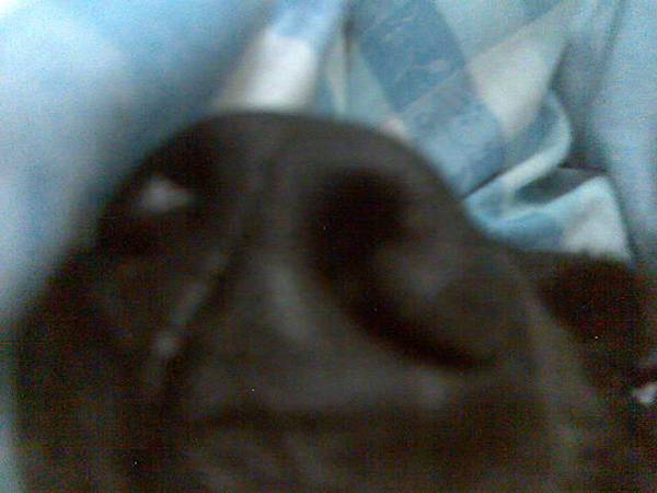 鼻子鼻子可愛的鼻子