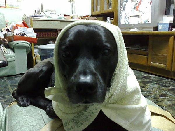 ^_^我是狗界模特兒