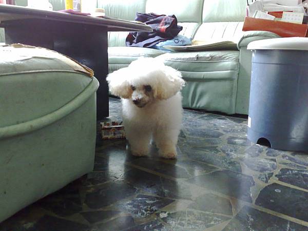 我們皮皮看不到路還是走的很穩喔!