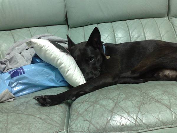 睡到都躺枕頭的lucky