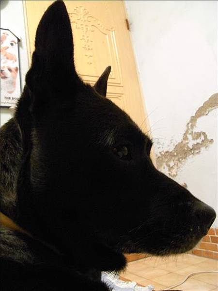 若有所思的臉.想著外面的女人球球