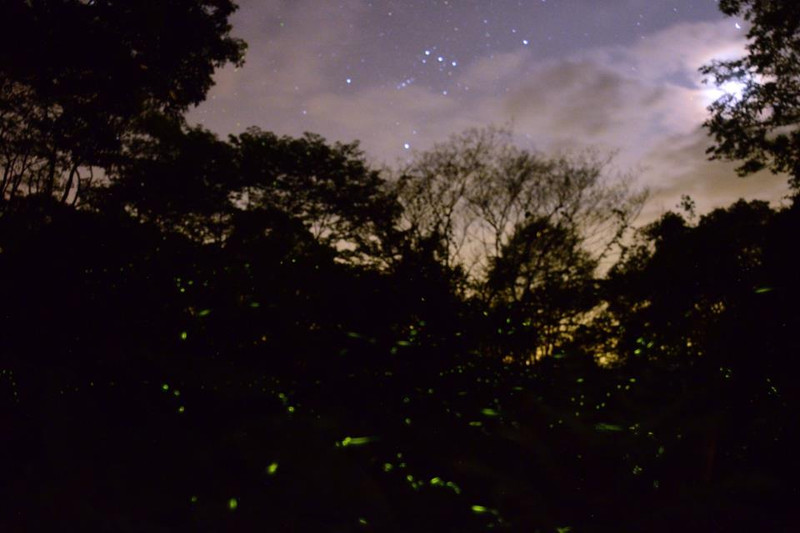 星月已在天空.螢火蟲悄悄出動(隨行團員提供)