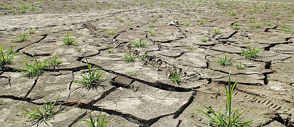 在乾裂的大地上.小草依然很有生命力